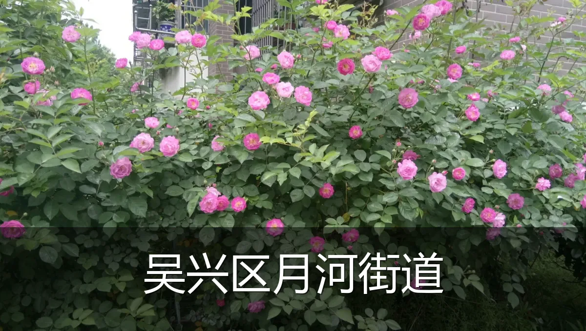 吴兴区月河街道
